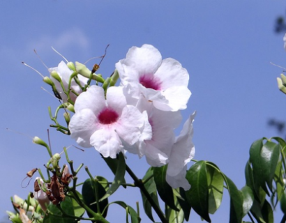 Pandorea Jasminoides ‘Lucy’ - Trompetbloem