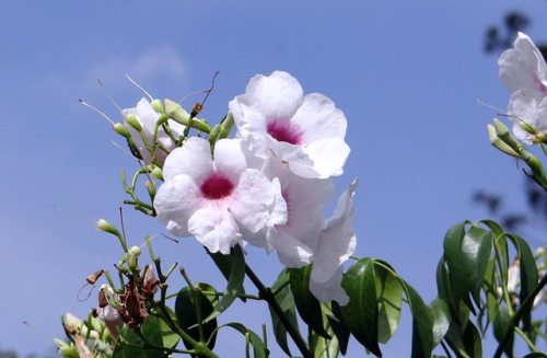 Pandorea Jasminoides ‘Lucy’ - Trompetbloem