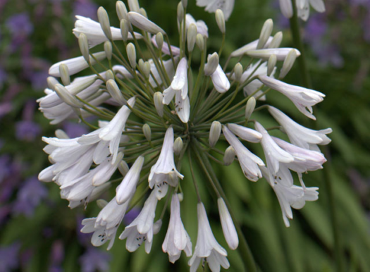 Agapanthus ‘Windsor Grey’ - Afrikaanse lelie