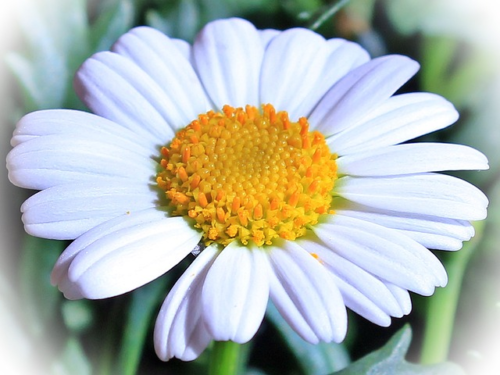 Margriet “Albenga” - Margriet