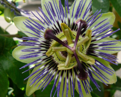 Passiflora