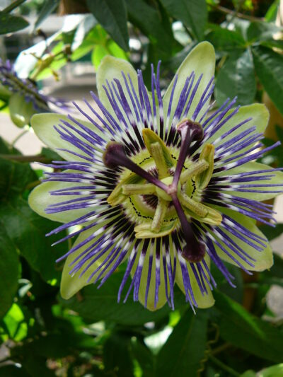 Passiflora - Passiebloem