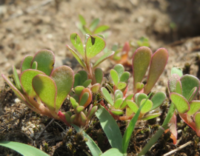 Portulaca Oleracea - Postelein