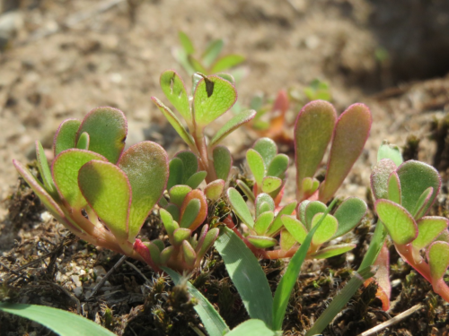 Portulaca Oleracea - Postelein