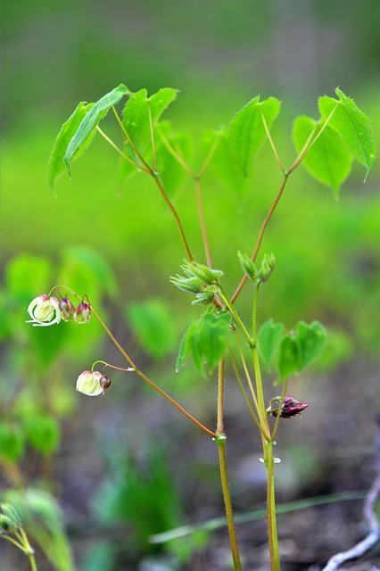 Epimedium ‘Spine Tingler’ - Elfenbloem