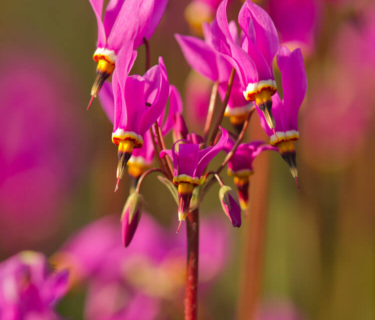 Dodecatheon meadia - Twaalfgodenkruid