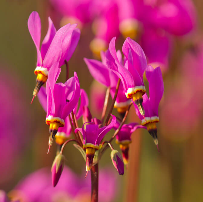 Dodecatheon meadia - Twaalfgodenkruid