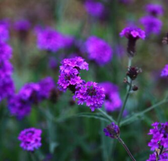 Verbena rigida ‘Fliederblau’ - Ijzerhard