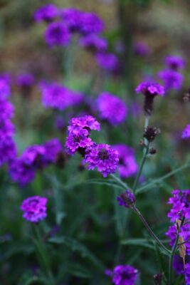 Verbena rigida ‘Fliederblau’ - Ijzerhard