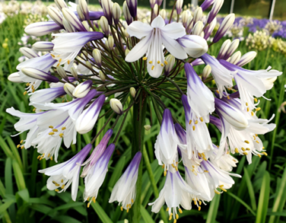 Agapanthus ‘Fireworks’