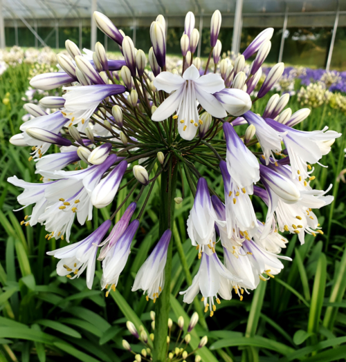 Agapanthus ‘Fireworks’ - Afrikaanse lelie