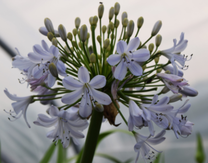 Agapanthus ‘Silver Mist’