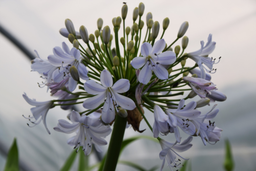 Agapanthus ‘Silver Mist’ - Afrikaanse lelie