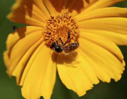 Coreopsis ‘El Dorado’ - Meisjesogen