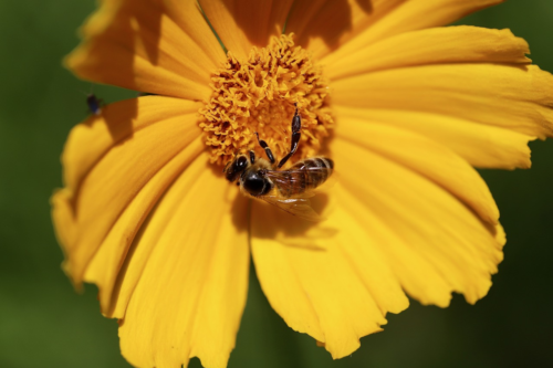 Coreopsis ‘El Dorado’ - Meisjesogen