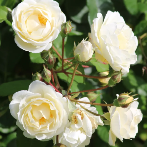 Rosa Taxandria - Roos