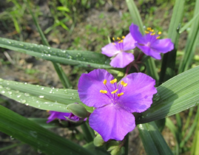 Tradescantia ‘JS Brainstorm’ - éendagsbloem