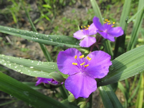 Tradescantia ‘JS Brainstorm’ - éendagsbloem