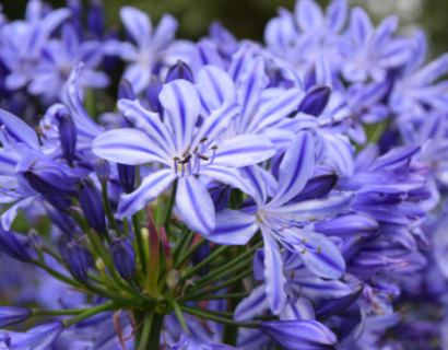 Agapanthus ‘Marijke’ - Afrikaanse lelie