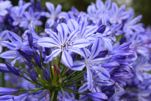 Agapanthus ‘Marijke’ - Afrikaanse lelie