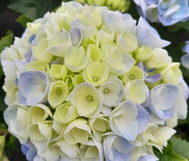 Hydrangea macrophylla Hi River Blue