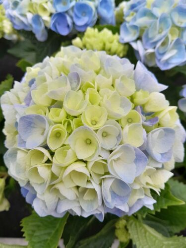 Hydrangea macrophylla Hi River Blue - Hortensia