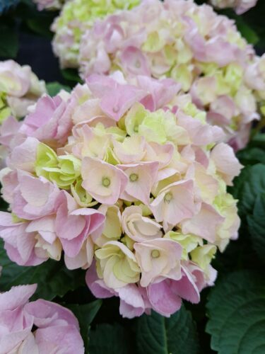 Hydrangea macrophylla Hi River Pink - Hortensia