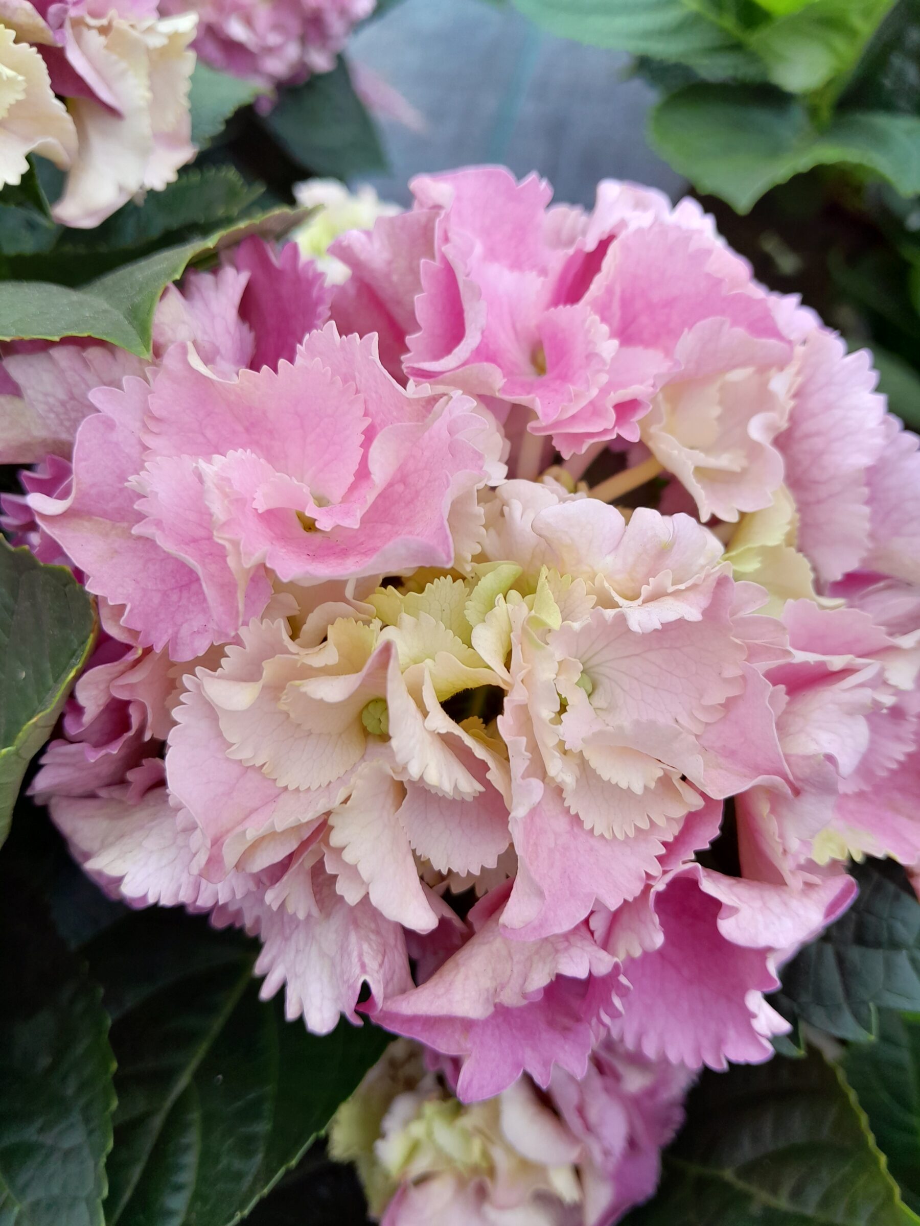 Hydrangea macrophylla ‘Early Rosa’ - Hortensia