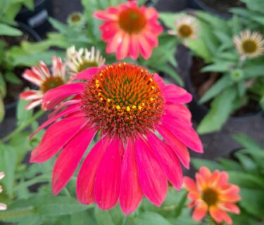 Echinacea Sunmagic Vintage ‘Ruby’ - Zonnehoed