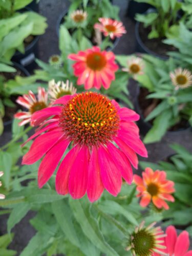 Echinacea Sunmagic Vintage ‘Ruby’ - Zonnehoed