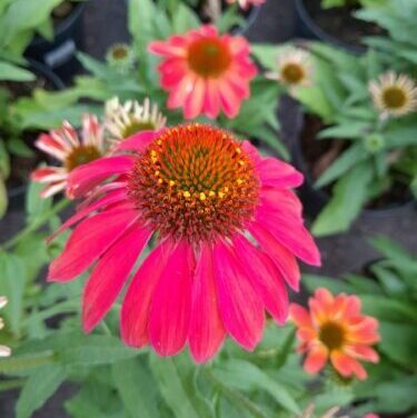 Echinacea Sunmagic Vintage ‘Ruby’ - Zonnehoed