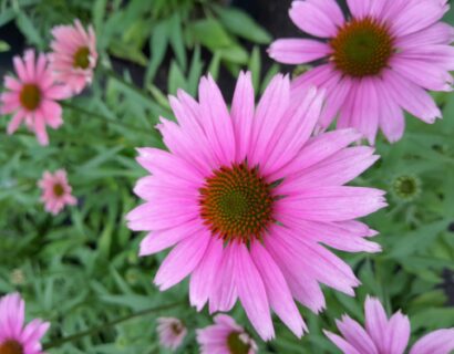 Echinacea Sunmagic Vintage ‘Pink’ - Zonnehoed