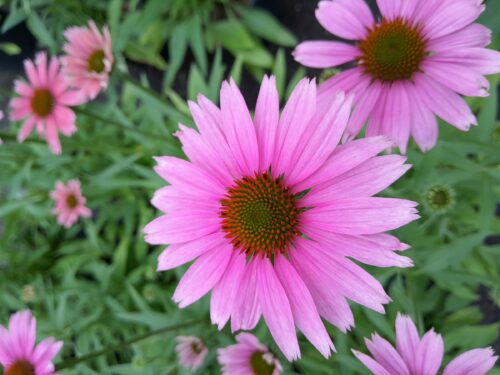 Echinacea Sunmagic Vintage ‘Pink’ - Zonnehoed