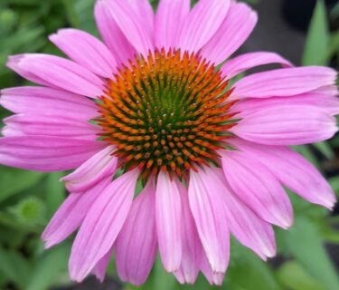 Echinacea Sunmagic Vintage ‘Lavender’ - Zonnehoed