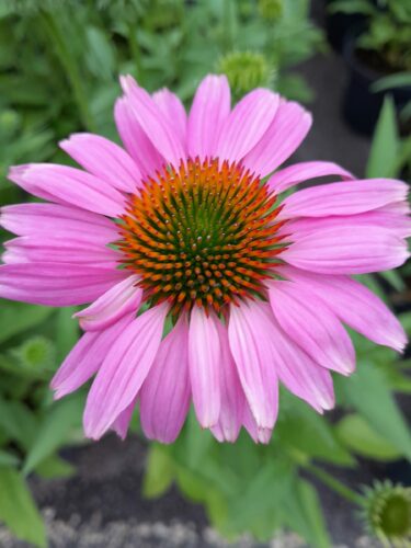 Echinacea Sunmagic Vintage ‘Lavender’ - Zonnehoed