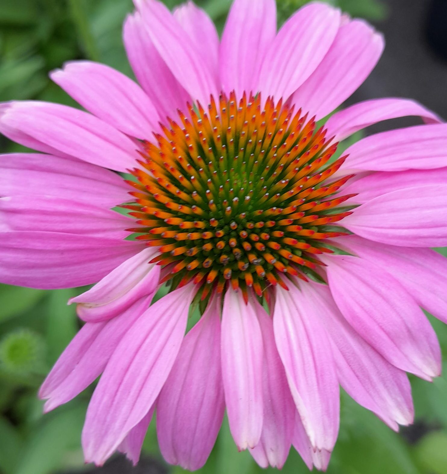 Echinacea Sunmagic Vintage ‘Lavender’ - Zonnehoed