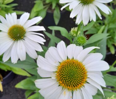 Echinacea Sunmagic Vintage ‘White’ - Zonnehoed