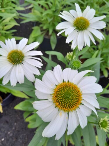 Echinacea Sunmagic Vintage ‘White’ - Zonnehoed