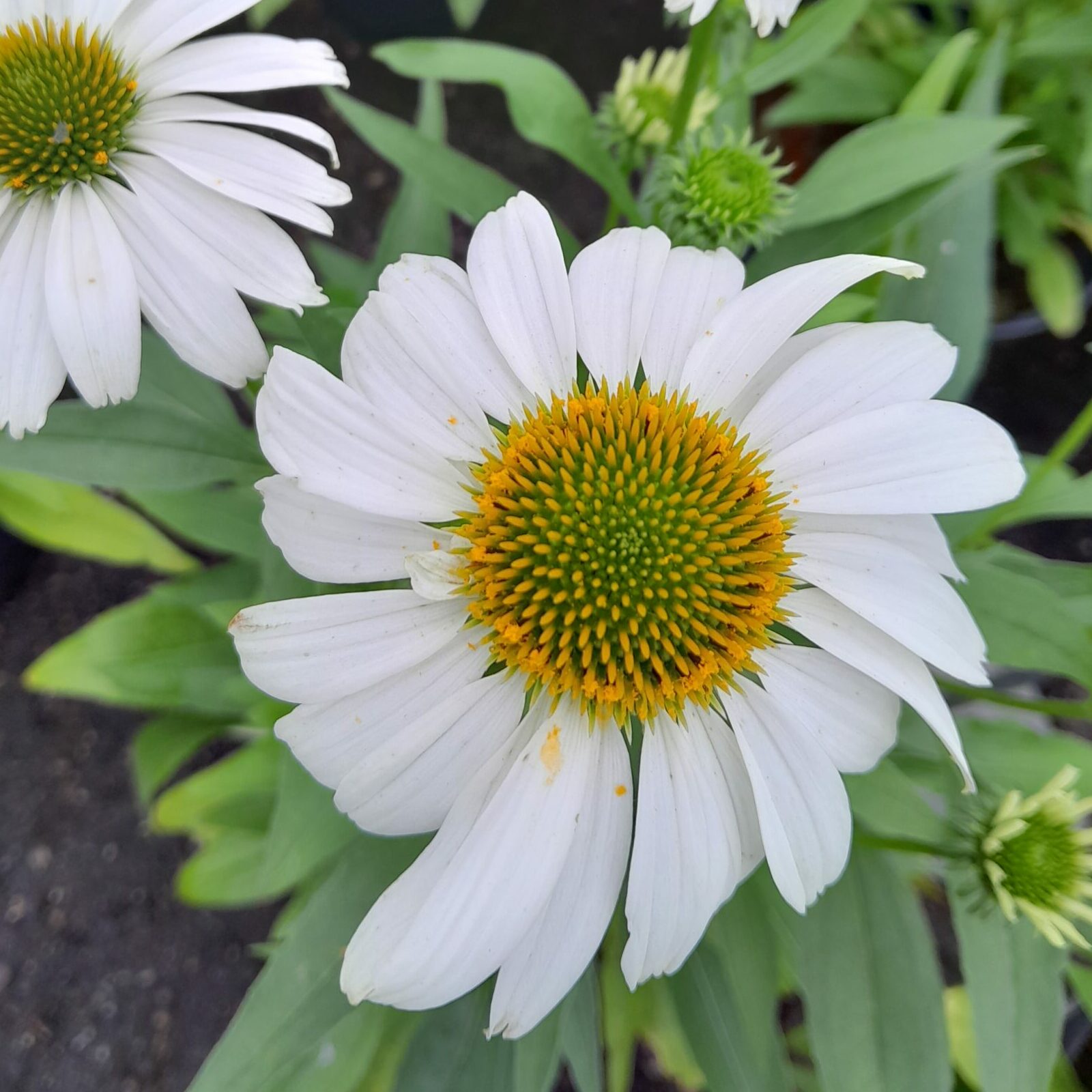Echinacea Sunmagic Vintage ‘White’ - Zonnehoed