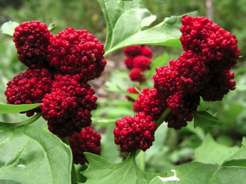 Chenopodium Capitatum - Aardbeispinazie