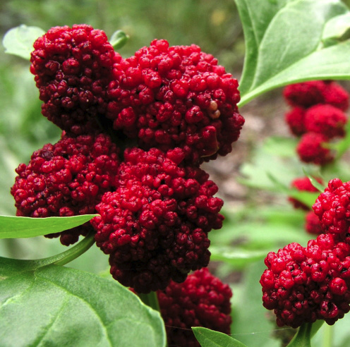 Chenopodium Capitatum - Aardbeispinazie