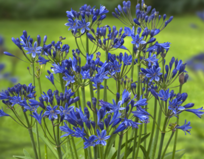 Agapanthus ‘Summer Lover Blue’ - Afrikaanse lelie