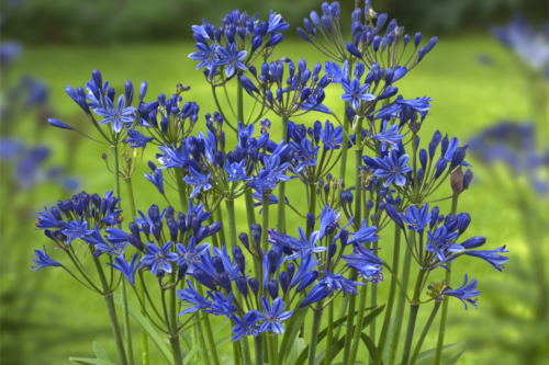 Agapanthus ‘Summer Lover Blue’ - Afrikaanse lelie