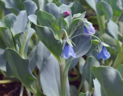 Mertensia Maritima - Oesterblad