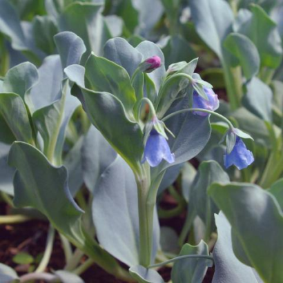 Mertensia Maritima - Oesterblad