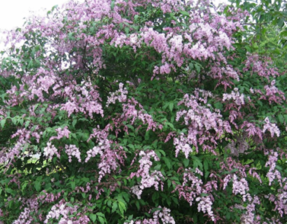 Syringa ‘Josikaea’