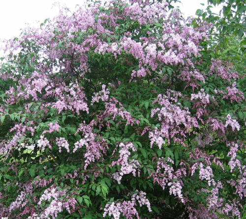 Syringa ‘Josikaea’ - Hongaarse Sering