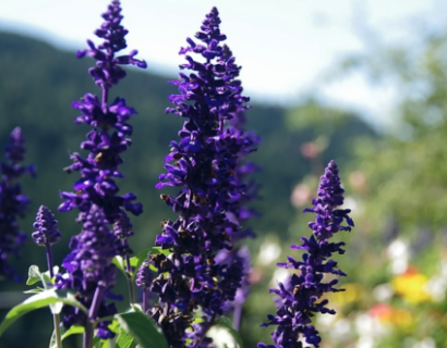 Salvia rockin ‘Deep Purple’ - Salie