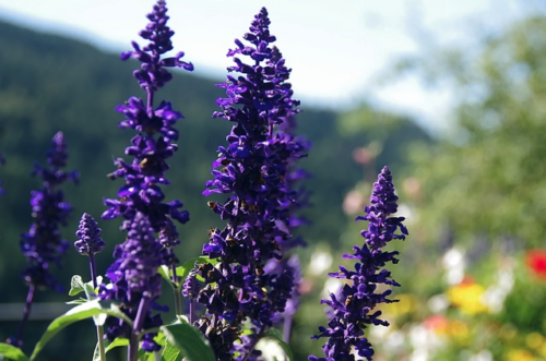 Salvia rockin ‘Deep Purple’ - Salie