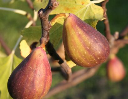 Ficus carica ‘Two Time’